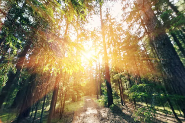 Sunlight filters through tall trees in a serene forest path.