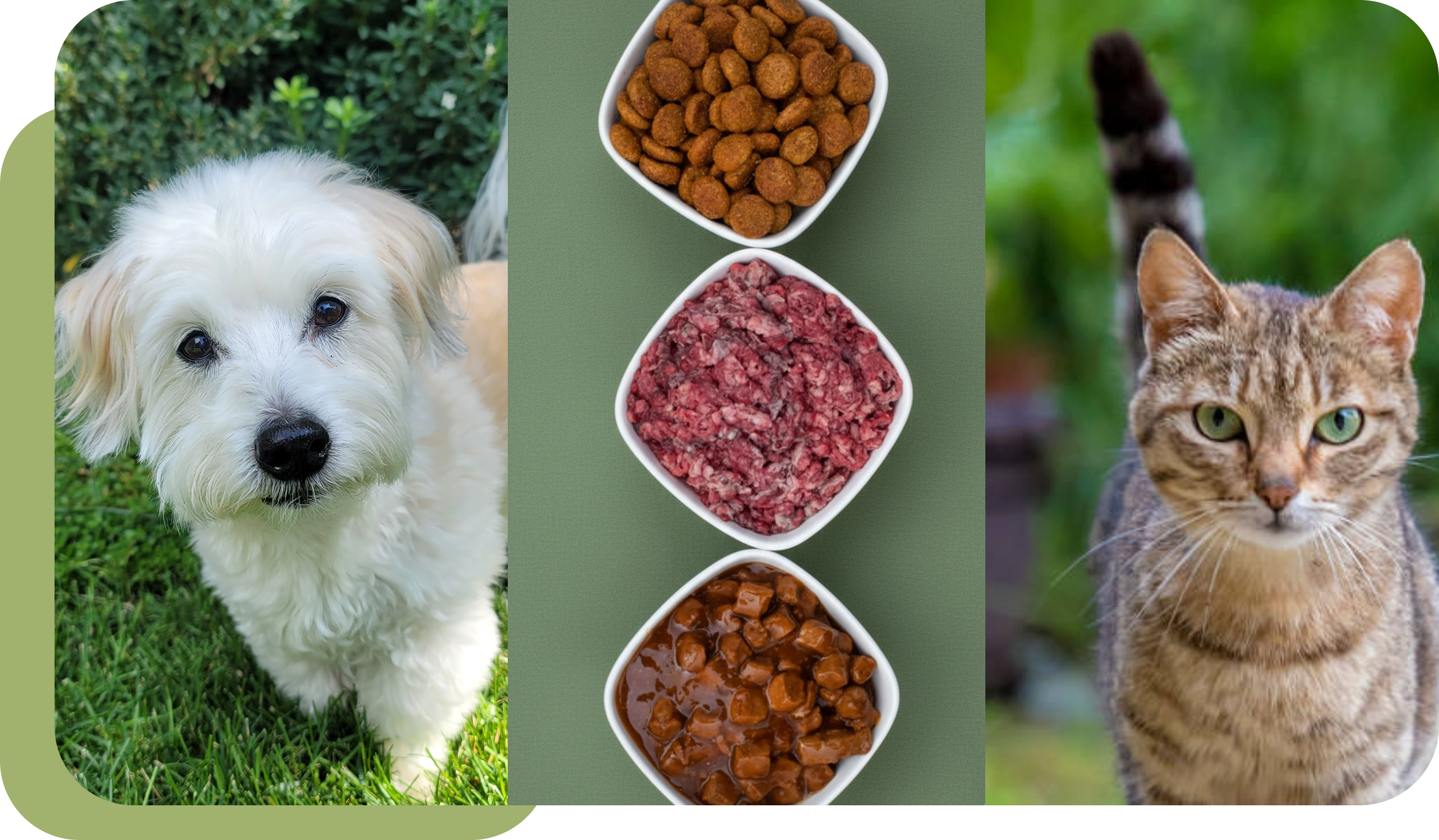 A happy dog with bowls of dry and raw dog food.