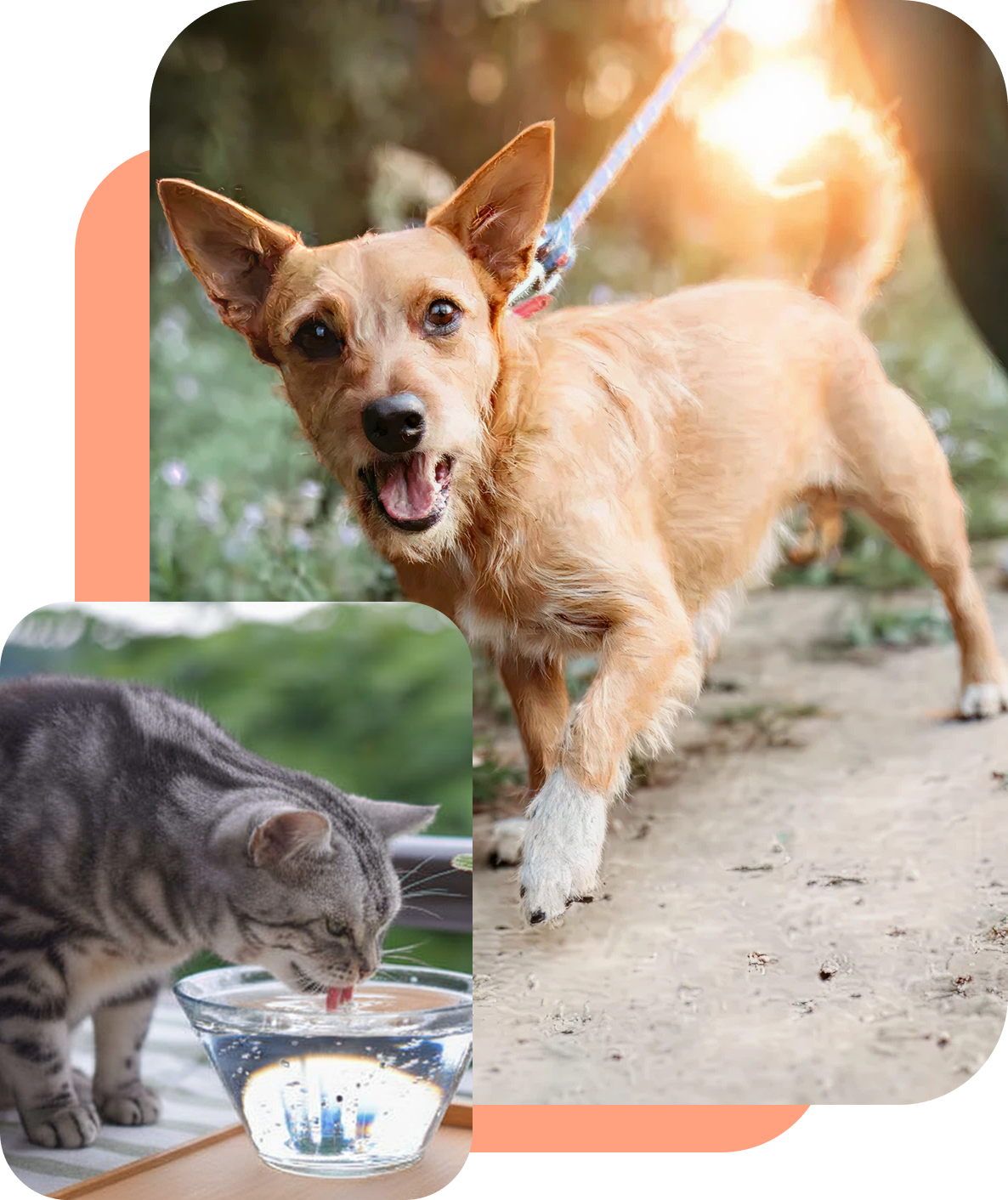 A curious cat and an excited dog outdoors.