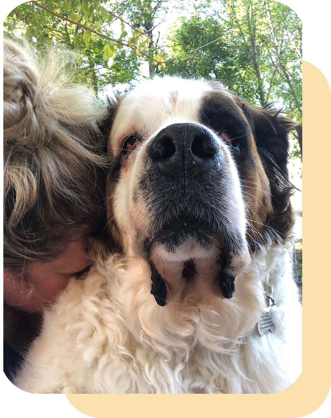 A large Saint Bernard dog close up with a person hugging it.