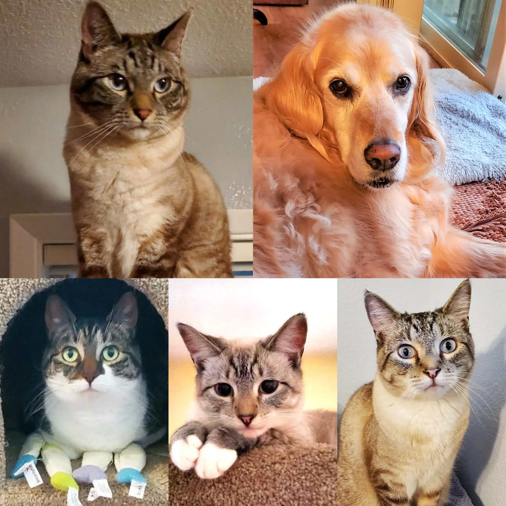 Collage of five different cats and a golden retriever dog.