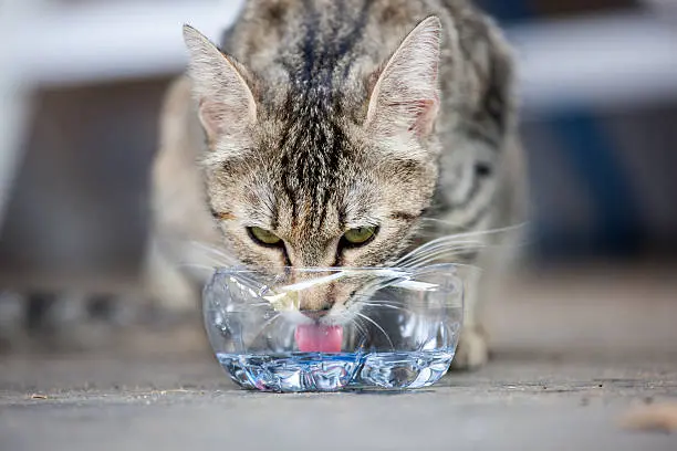 a cat is drinking, good view of his tongue
