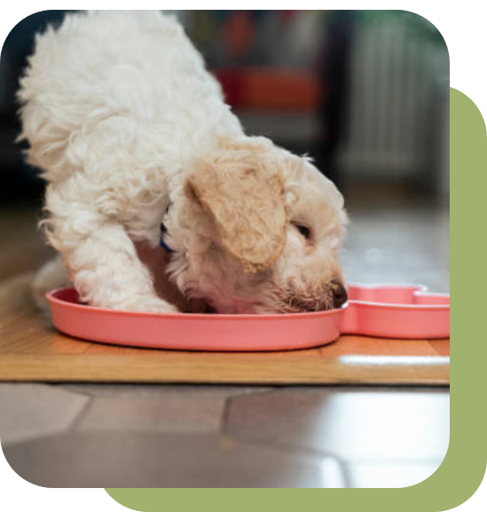 Small white puppy drinking water from a pink bowl.
