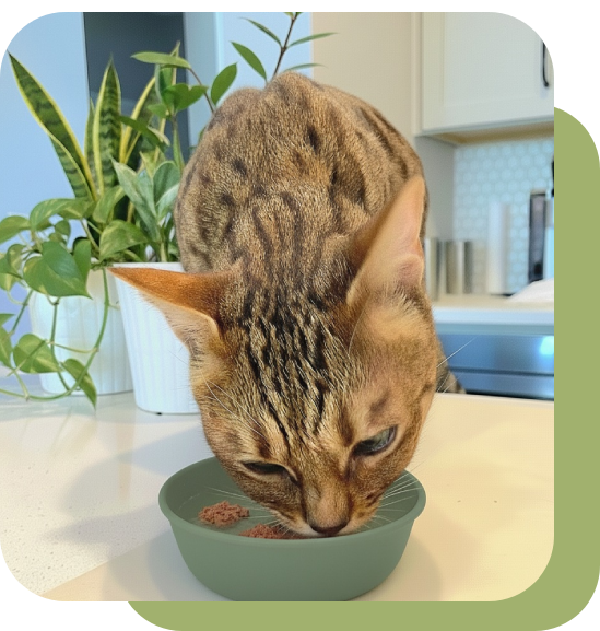 A cat eating from a green bowl on a table.
