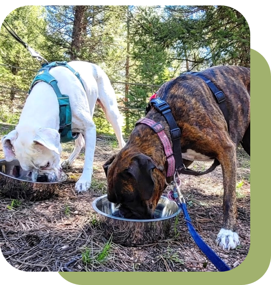 Two dogs drinking water outdoors on leashes in a wooded area.