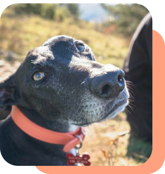 Close-up of a black dog wearing an orange collar outdoors.