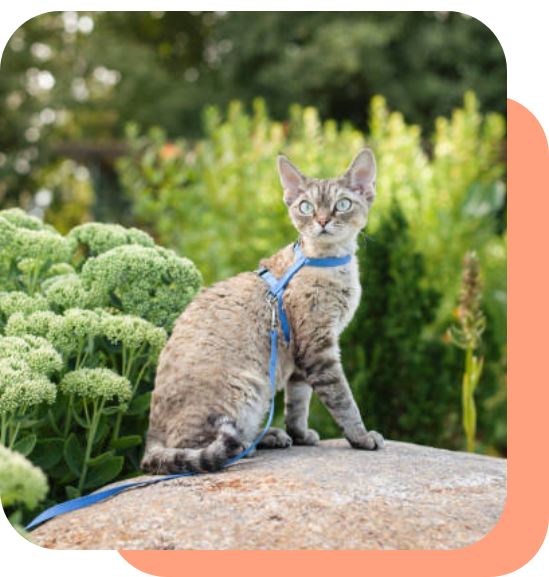 A cat wearing a blue harness sits on a rock outdoors.