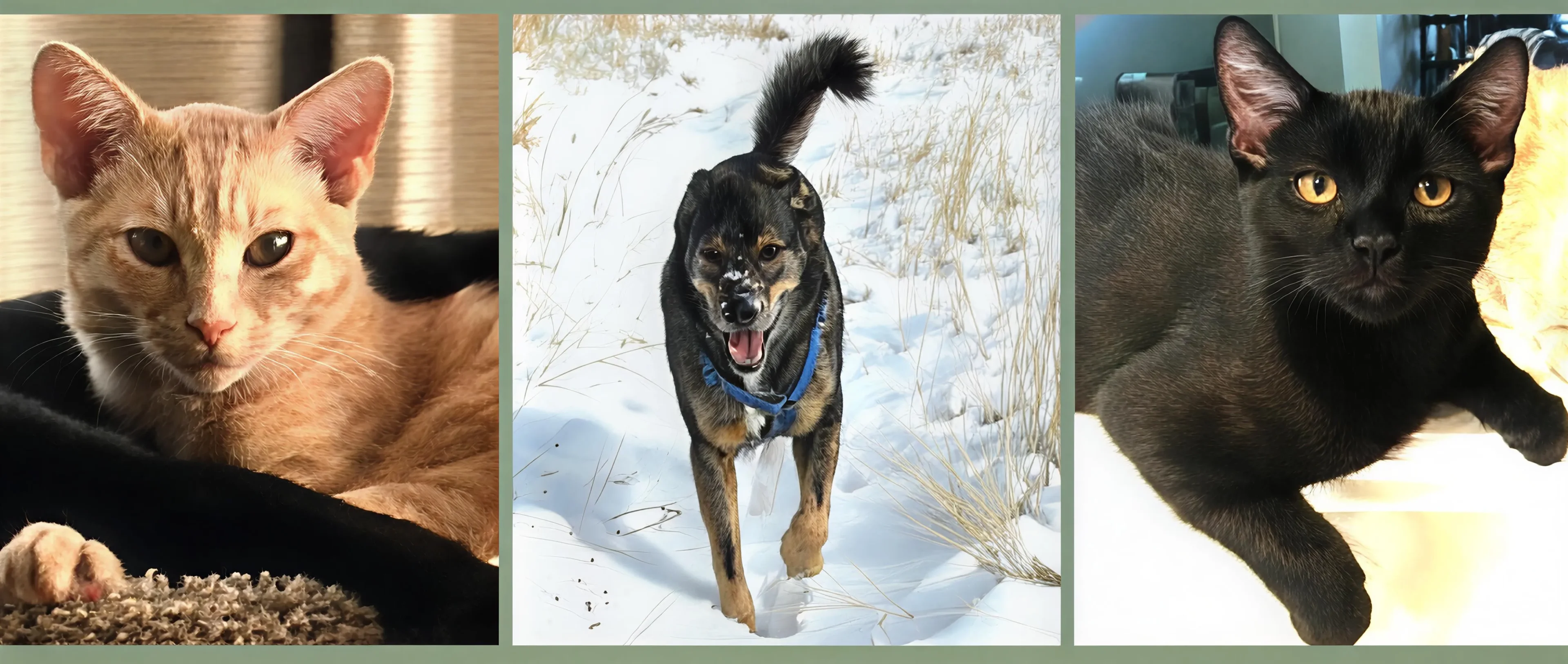A happy black and brown dog running in snow.