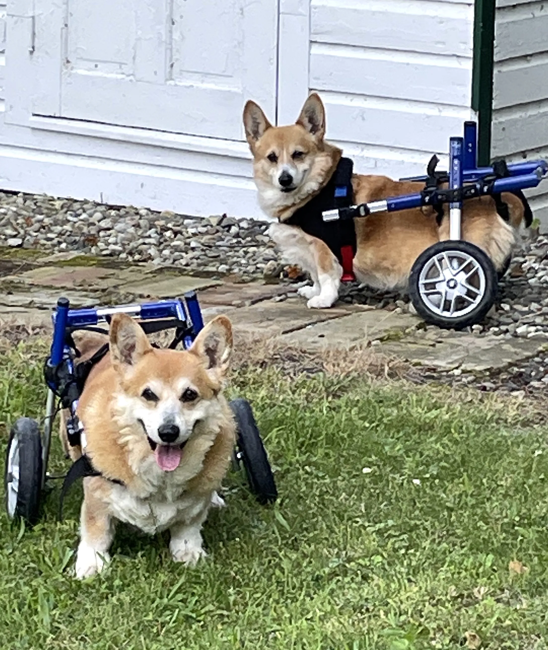 Two dogs with wheelchairs enjoying the outdoors.