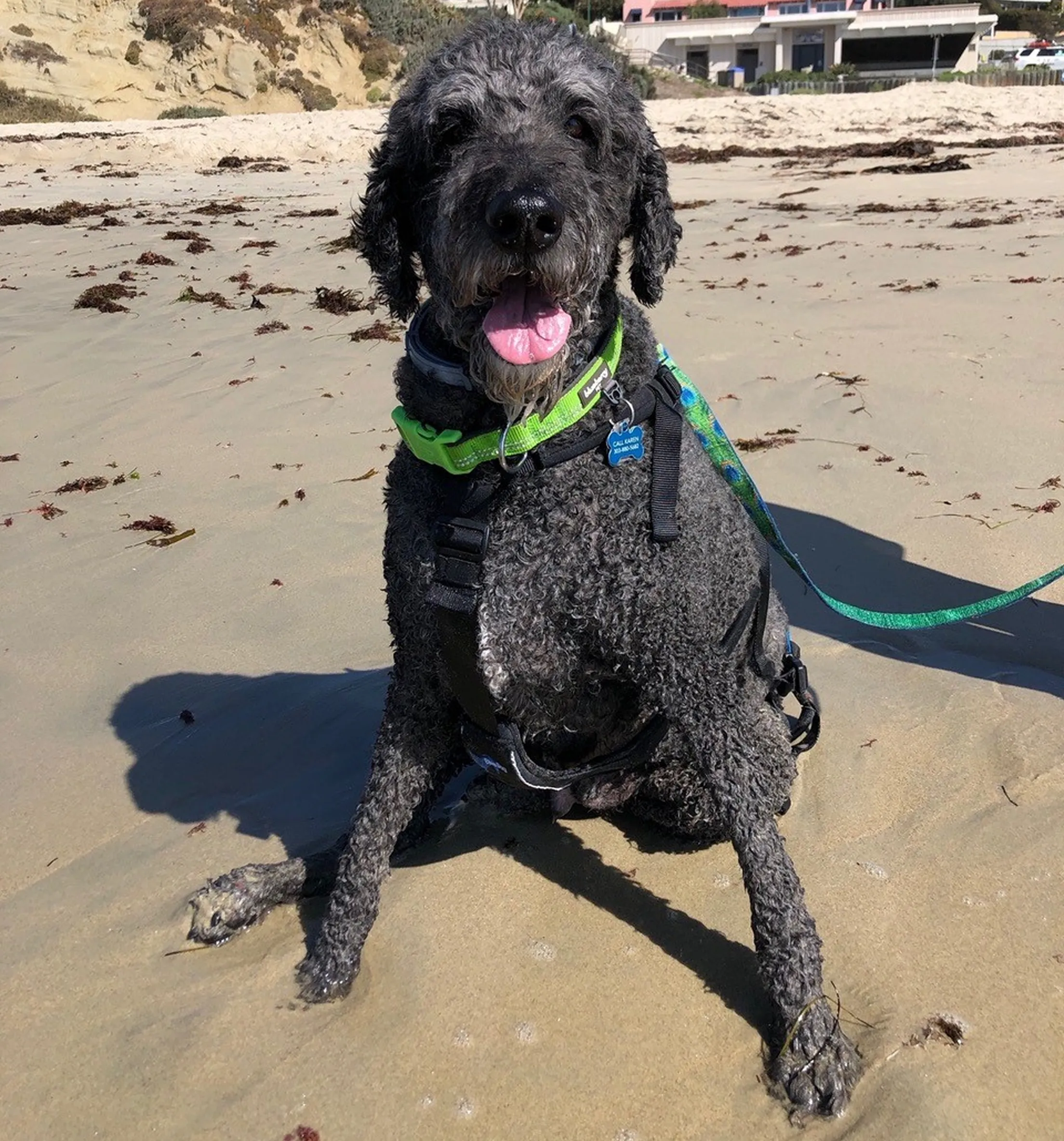 A happy black dog sitting on the sandy beach with a green collar.