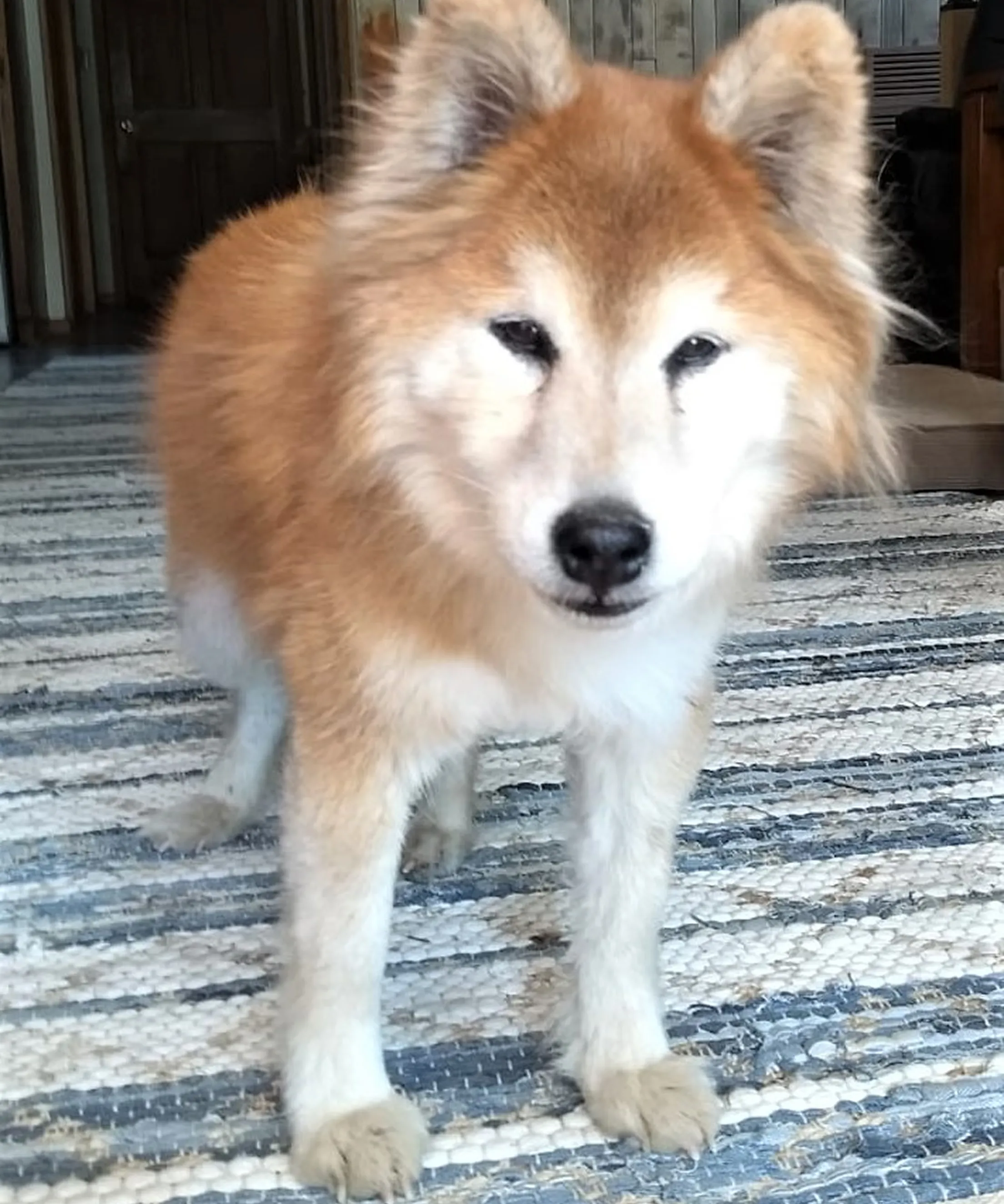 A fluffy dog with a reddish coat standing on a carpet.
