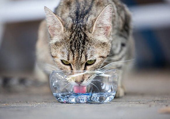 a cat is drinking, good view of his tongue